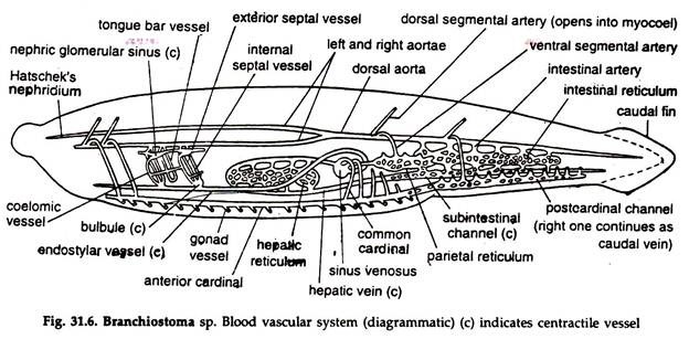 Branchiostoma sp. Blood Vascular System