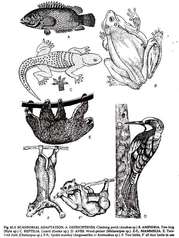 SCANSORIAL ADAPTATION