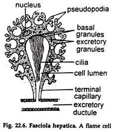 Fasciola Hepatica. A Flame Cell