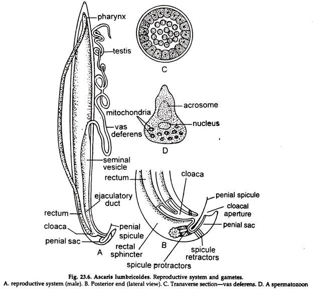 Ascaris Lumbricoides. Reproductive System and Gametes
