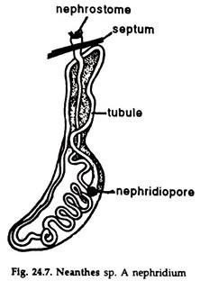 Neanthes sp. A Nephridium