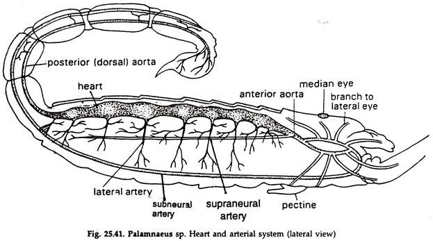 Palamnaeus sp. Heart and Arterial System