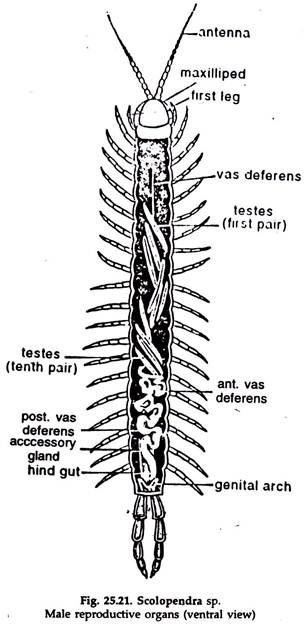Scolopendra sp. Male Reproductive Organs