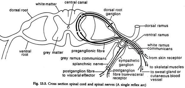 Cross Section Spinal Cord and Spinal Nerves