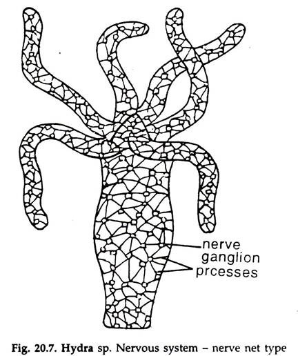 looping movement in hydra