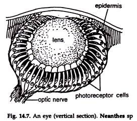 Neanthes sp