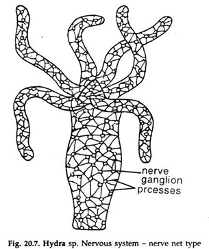 Hydra sp. Nervous System