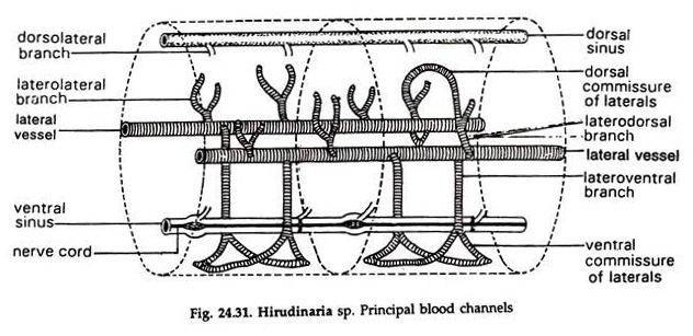 Hirudinaria sp. Principal Blood Channels
