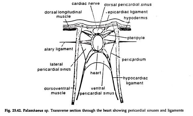 Palamnaeus sp. Transverse Section