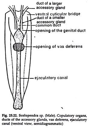 Scolopendra sp. Copulatory Organs