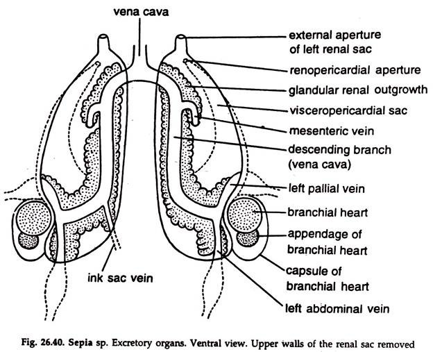 Sepia sp. Excretory Organs