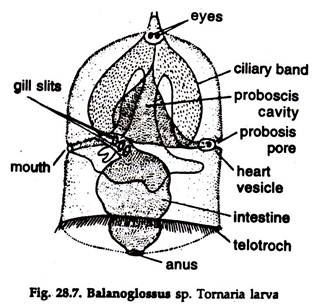 Balanoglossus sp. Tornaria Larva