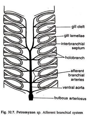 Petromyzon sp. Afferent Branchial System