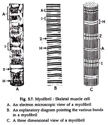 Myofibril