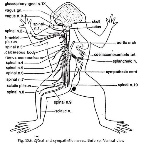Spinal and Sympathetic Nerves
