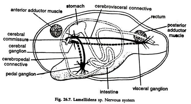 Lamellidens sp. Nervous System