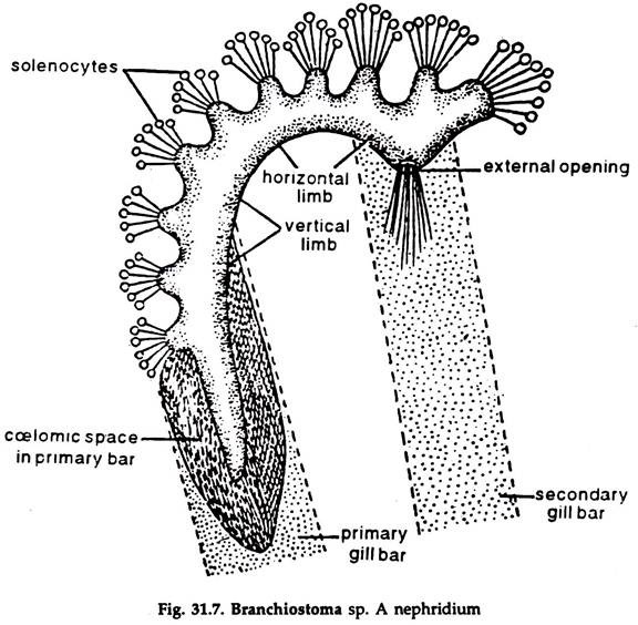 Branchiostoma sp. Nephridium