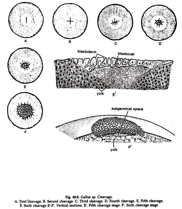 Gallus
