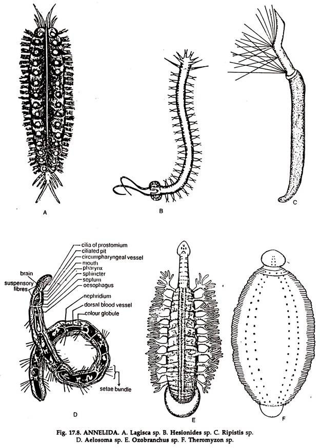 ANNELIDA