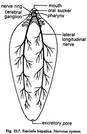 Fasciola Hepatica. Nervous System