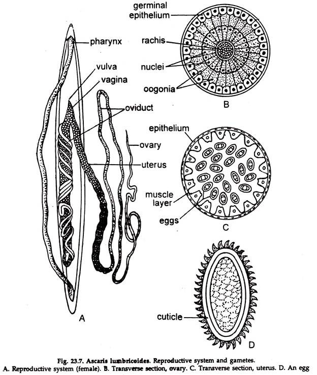 Ascaris Lumbricoides. Reproductive System and Gametes