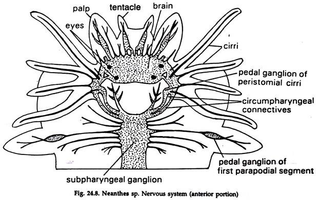 Neanthes sp. Nervous System