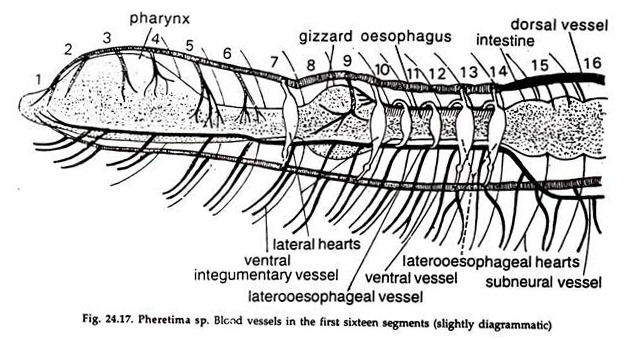 Pheretima sp. Blood Vessels