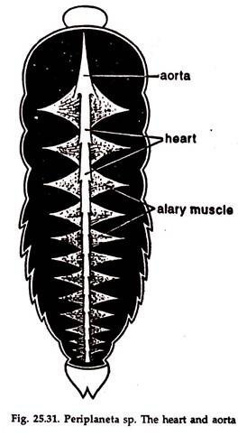 Periplaneta sp. Heart and Aorta