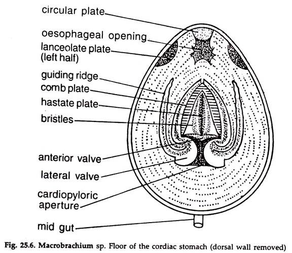 Macrobrachium sp. Floor of the Cordiac Stomach