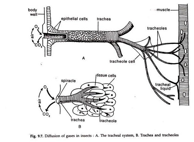 Diffusion of Gases in Insects