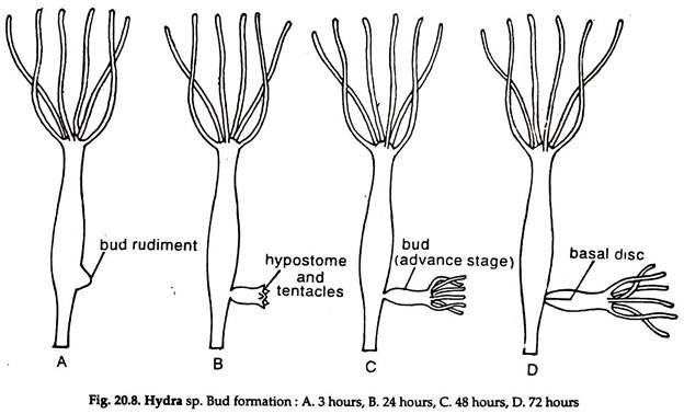 Hydra sp. Bud Formation 