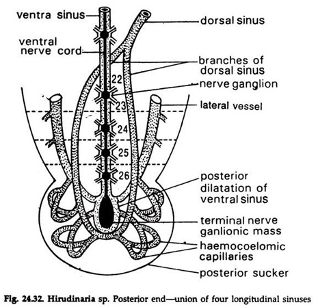 Hirudinaria sp. Posterior end-Union