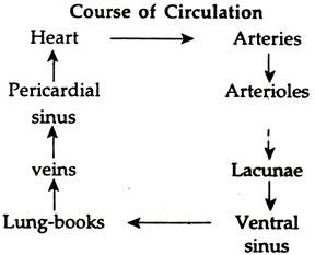 Course of Circulation