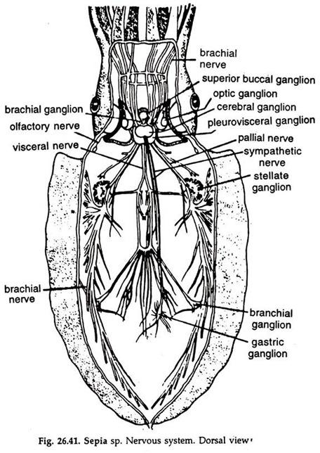 Sepia sp. Nervous System