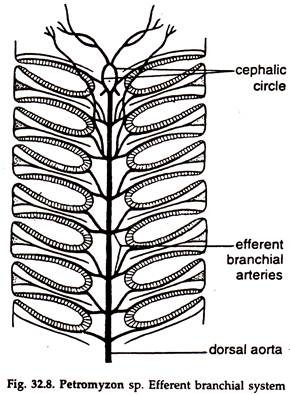 Petromyzon sp. Effernt Branchial System