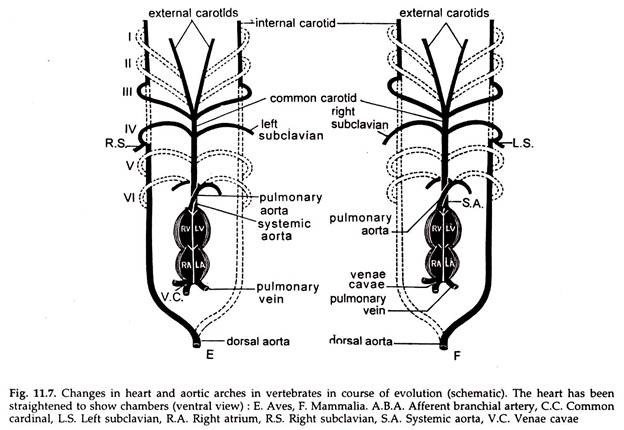 Changes in Heart and Aortic Arches