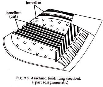 Arachnid Book Lung
