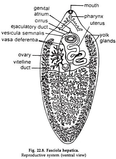 Fasciola: Digestive System and Excretory System | Phylum Platyhelminthes