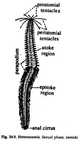 Heteronereis. Sexual Phase, Nereids