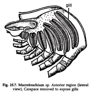 Macrobrachium sp. Anterior Region