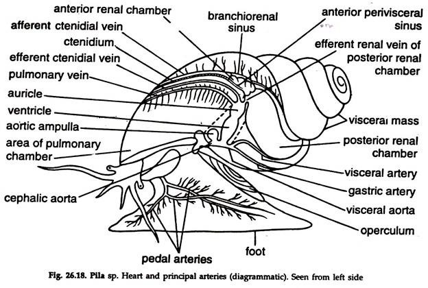 Pila sp. Heart and Principal Arteries