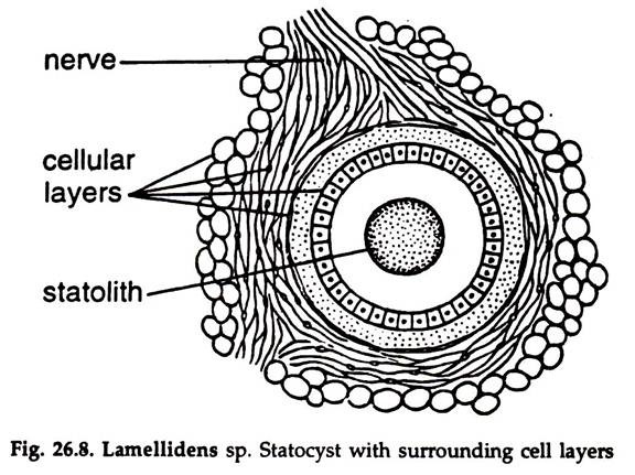 Lamellidens sp. Statocyst
