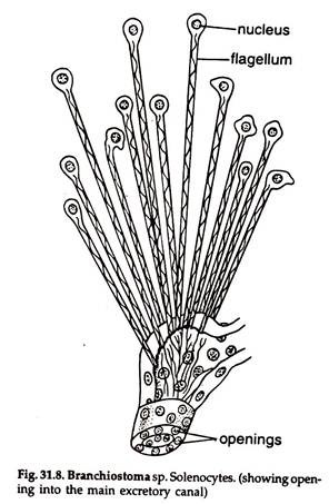 Branchiostoma sp. Solenocytes