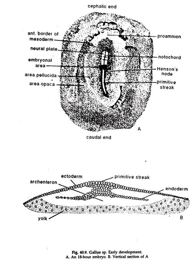 Gallus