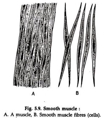 Smooth Muscle