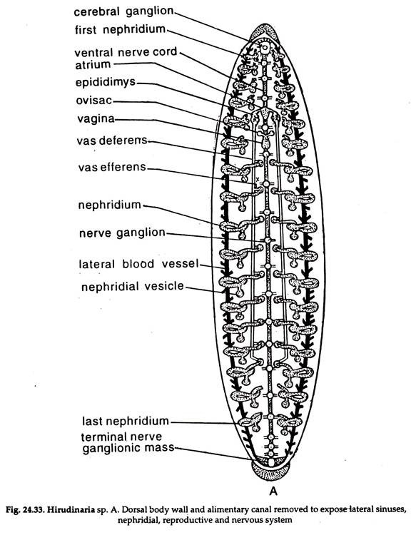 leech external anatomy