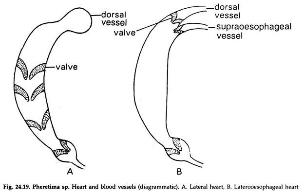 Pheretima sp. Heart and Blood Vessels