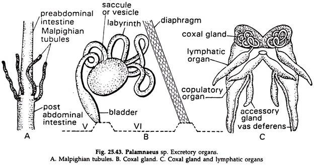Palamnaeus sp. Excretory Organs