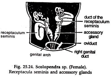 Scolopendra sp. Receptacula Seminis and Accessory Glands