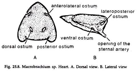 Macrobrachium sp. Heart